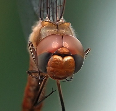 Male
2003_08_21_Floyd